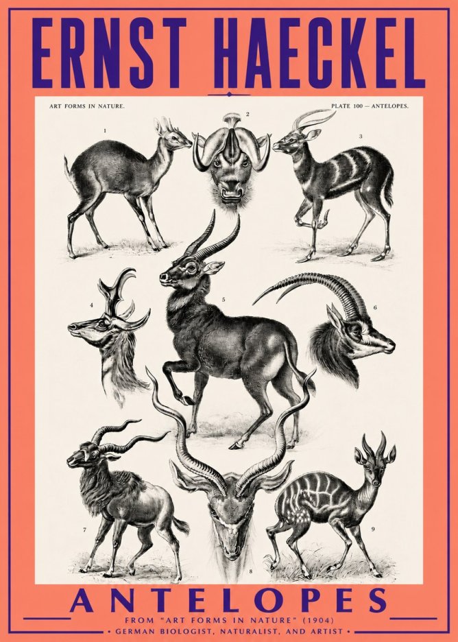 Ernst Haeckel Antelopes No3 - Plakat