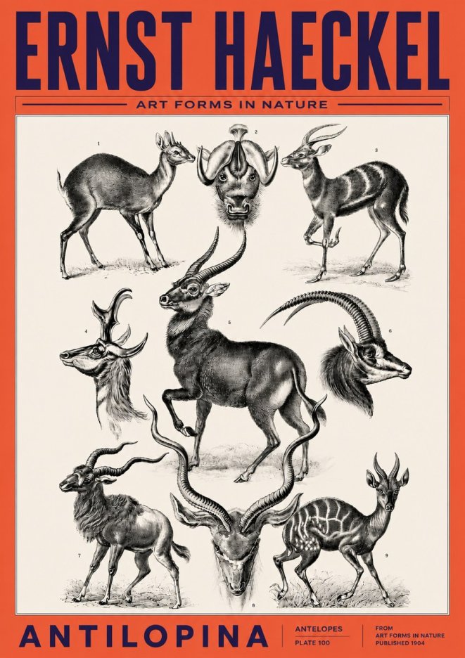 Ernst Haeckel Antelopes No6 - Plakat