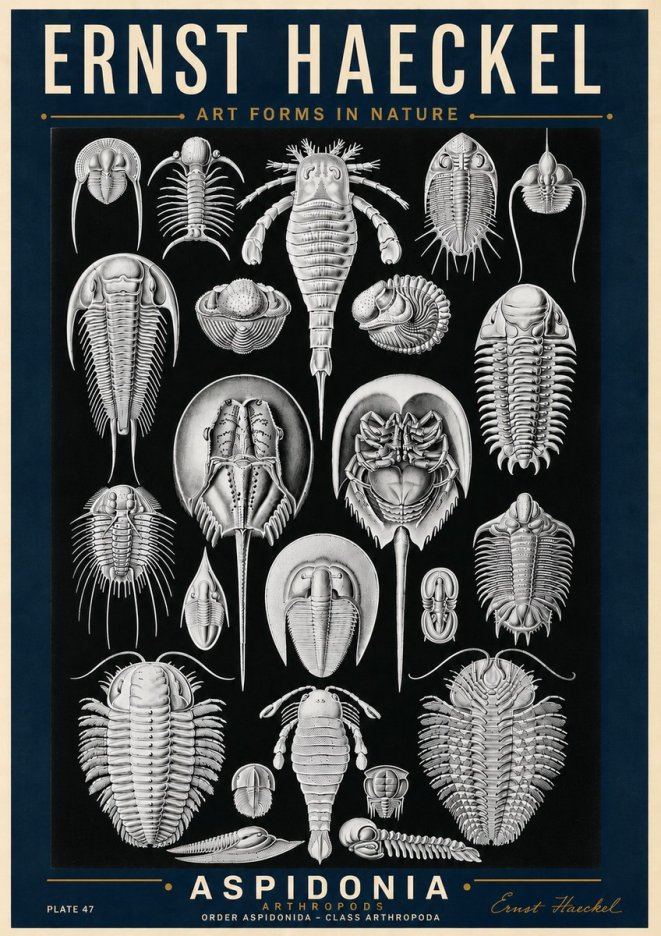Ernst Haeckel Aspidonia No6 - Plakat