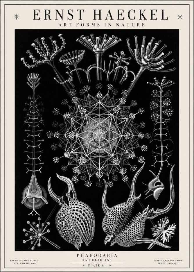 Ernst Haeckel Phaeodaria Radiolarians - Plate 61 No1 - Plakat