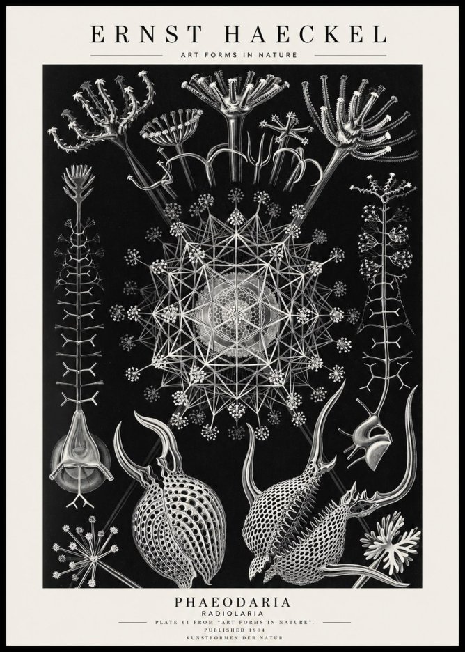 Ernst Haeckel Phaeodaria Radiolarians - Plate 61 No4 - Plakat