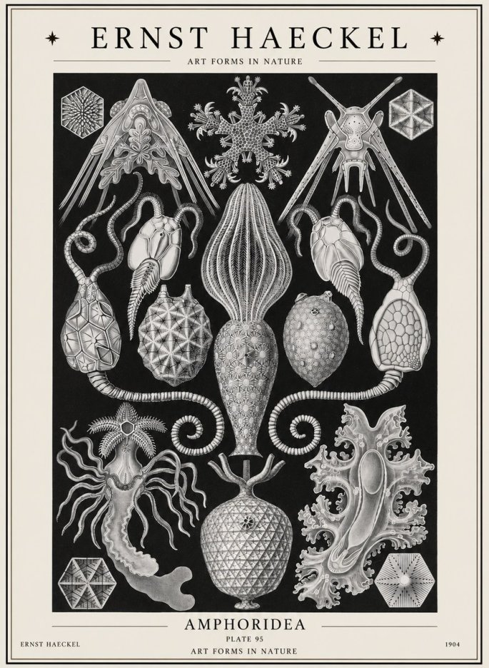 Ernst Haeckel Amphoridea No1 - Plakat
