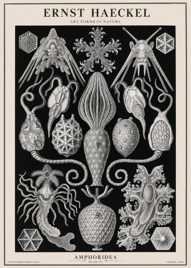 Ernst Haeckel Amphoridea No2 - Plakat