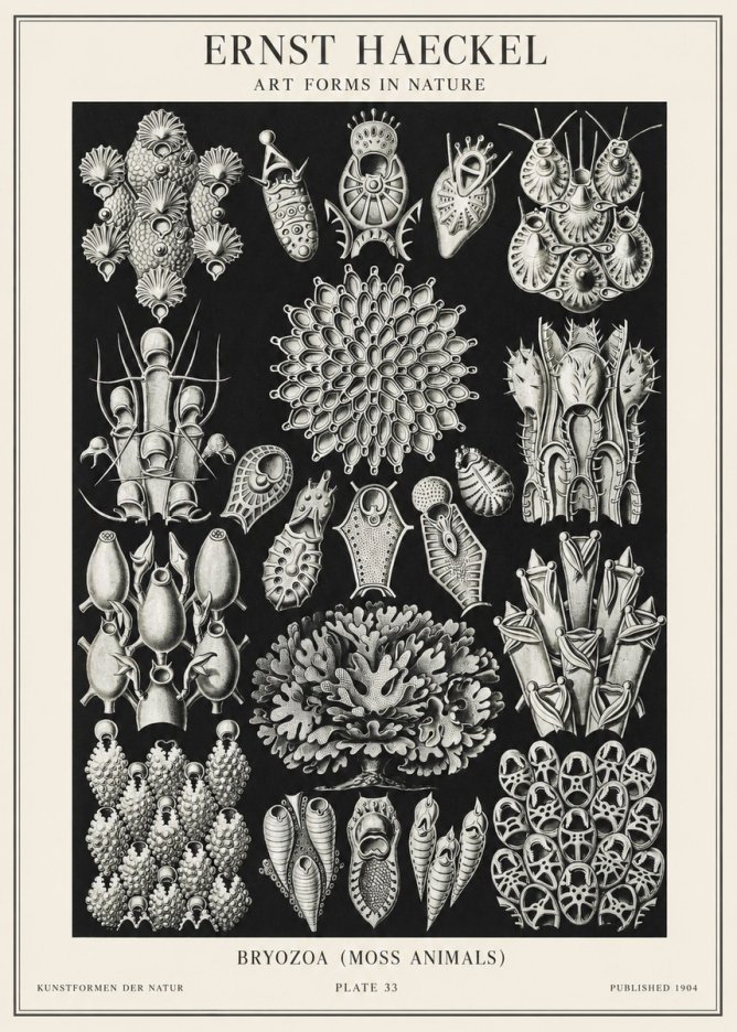 Ernst Haeckel Bryozoa No2 - Plakat
