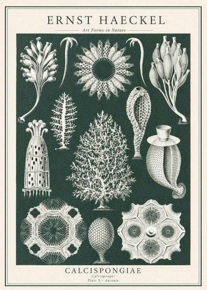 Ernst Haeckel Calcispongiae - Calcisponiges - Plate 5 - Asconia No1 - Plakat