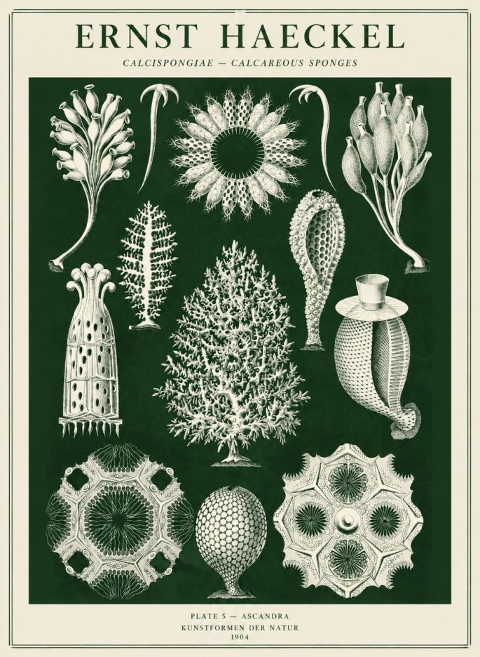 Ernst Haeckel Calcispongiae - Calcisponiges - Plate 5 - Asconia No5 - Plakat