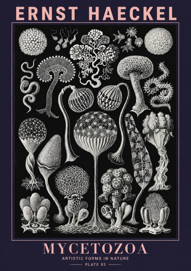 Ernst Haeckel Mycetozoa No6 - Plakat