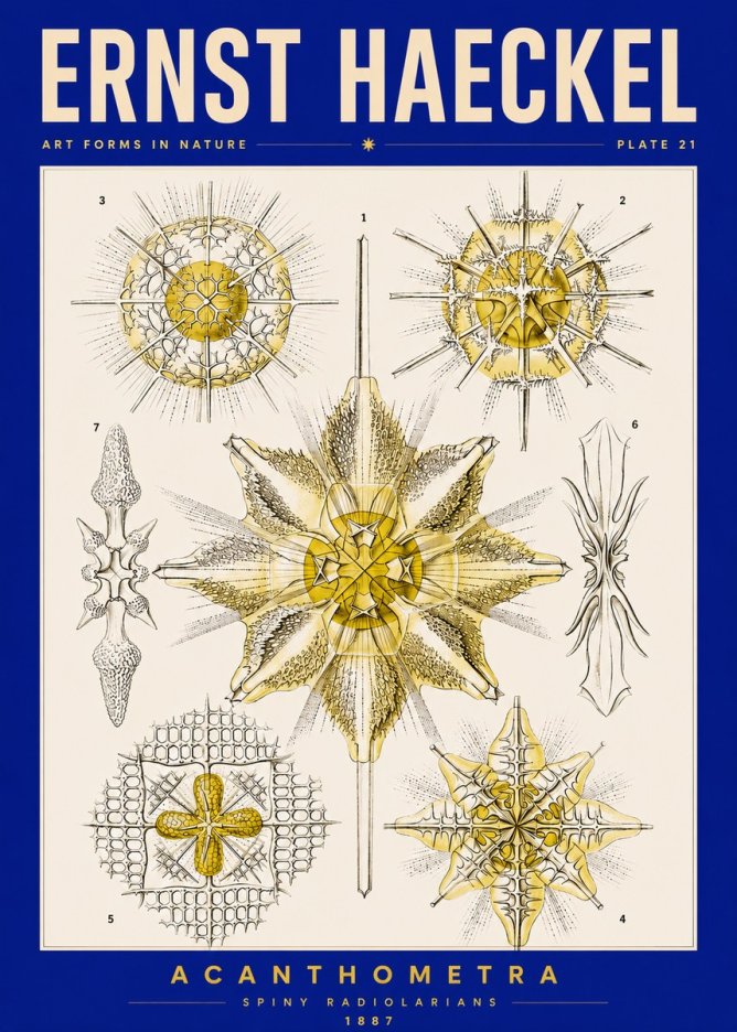 Ernst Haeckel Acanthometra - Star Radiolarians No5 - Plakat