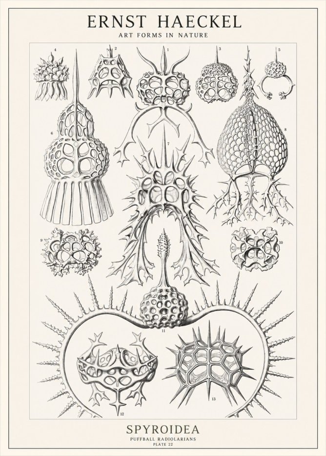 Ernst Haeckel Spyroidea - Puffball Radiolarians - Plate 22 No1 - Plakat