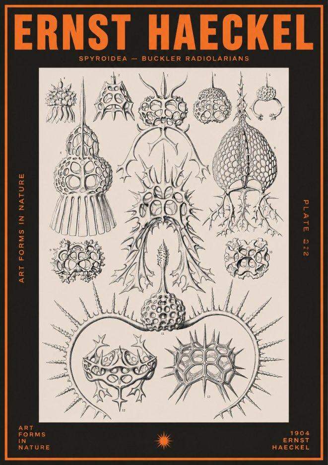 Ernst Haeckel Spyroidea - Puffball Radiolarians - Plate 22 No5 - Plakat
