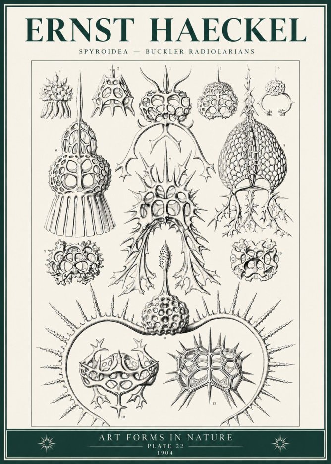 Ernst Haeckel Spyroidea - Puffball Radiolarians - Plate 22 No6 - Plakat