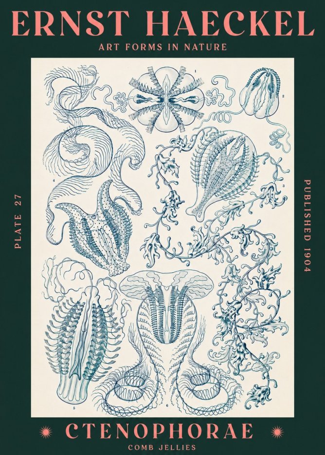 Ernst Haeckel Ctenophoræ – Comb Jellies No3 - Plakat