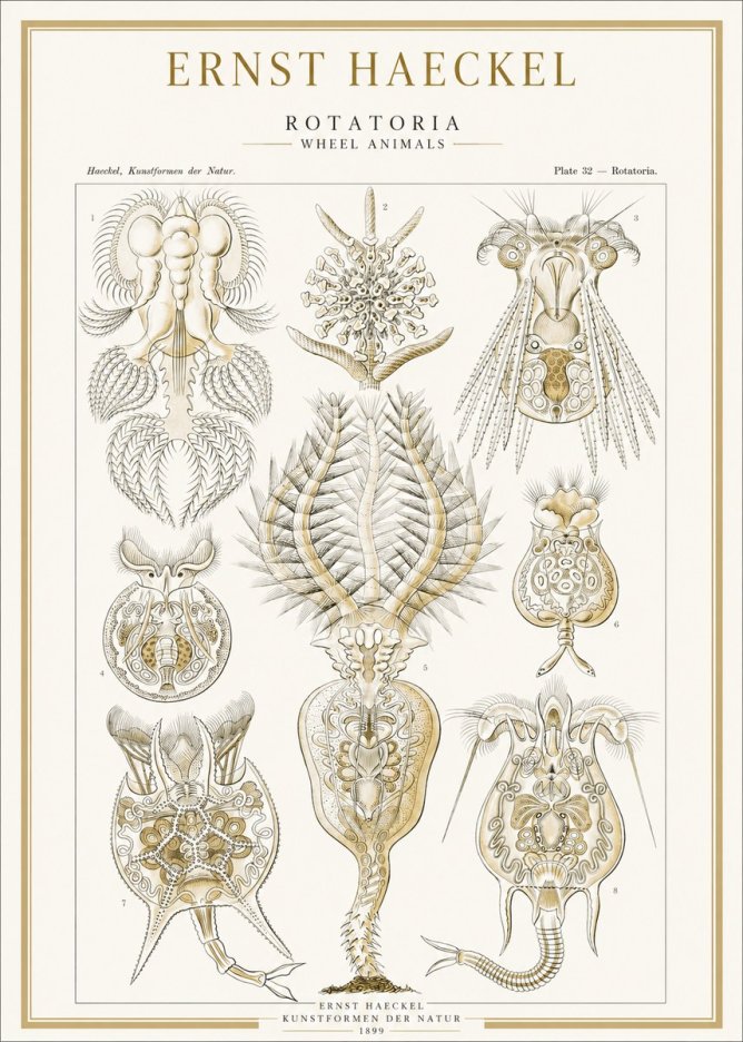 Ernst Haeckel Rotatoria - Wheel Animals No1 - Plakat