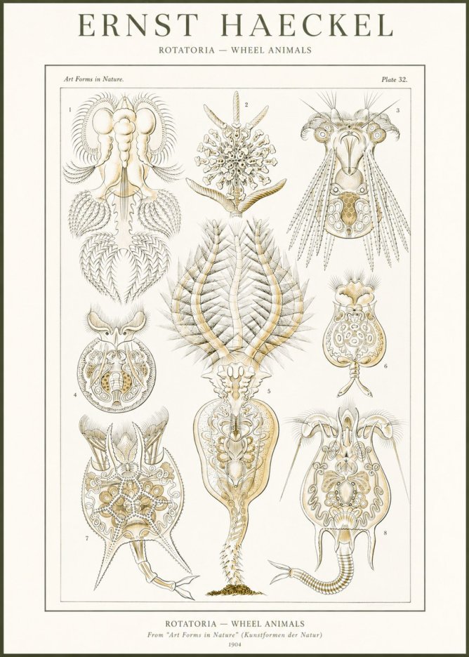 Ernst Haeckel Rotatoria - Wheel Animals No2 - Plakat