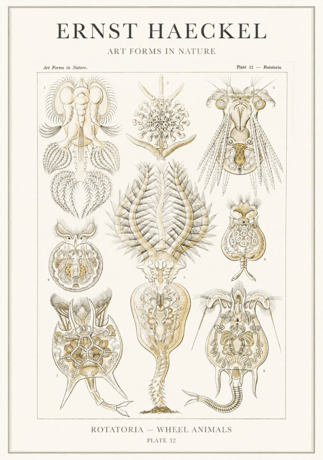 Ernst Haeckel Rotatoria - Wheel Animals No3 - Plakat