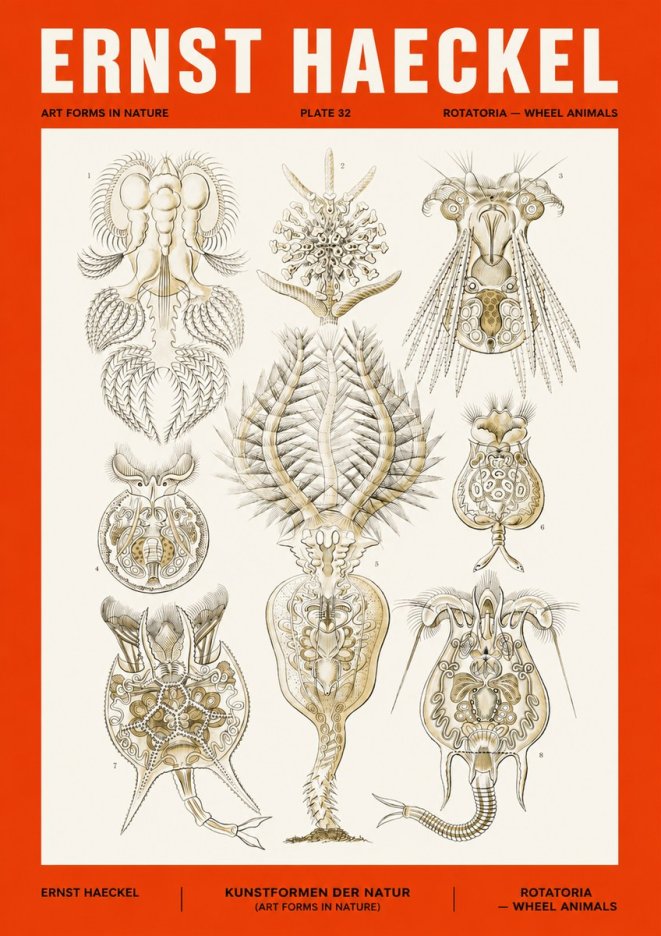 Ernst Haeckel Rotatoria - Wheel Animals No4 - Plakat