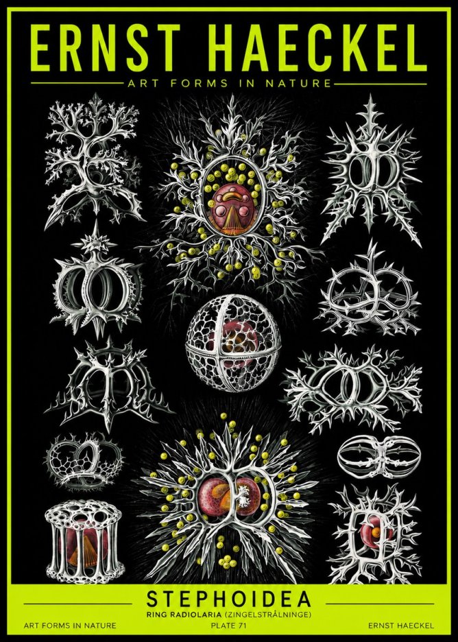 Ernst Haeckel Stephoidea No2 - Plakat