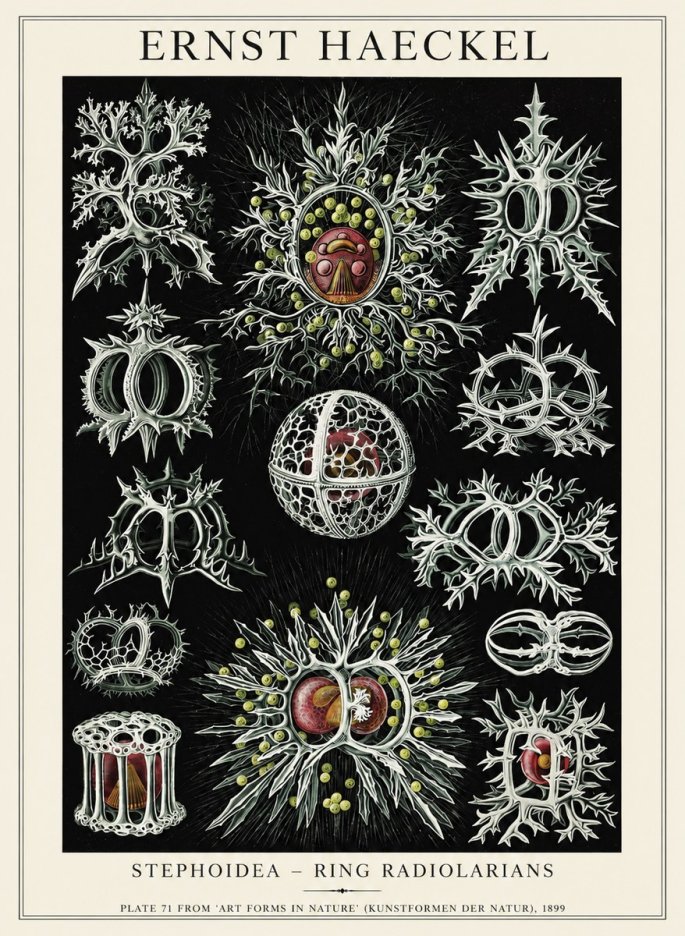 Ernst Haeckel Stephoidea No6 - Plakat