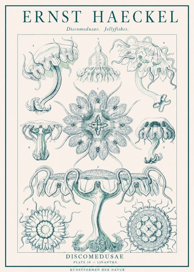 Ernst Haeckel Discomedusae. Jellyfishes. No1 - Plakat