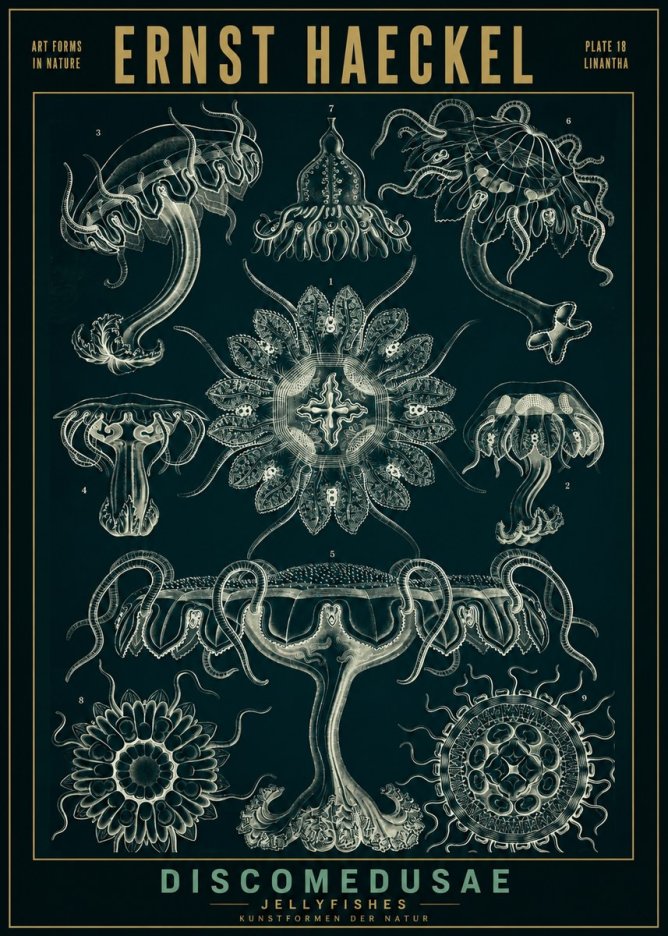 Ernst Haeckel Discomedusae. Jellyfishes. No2 - Plakat