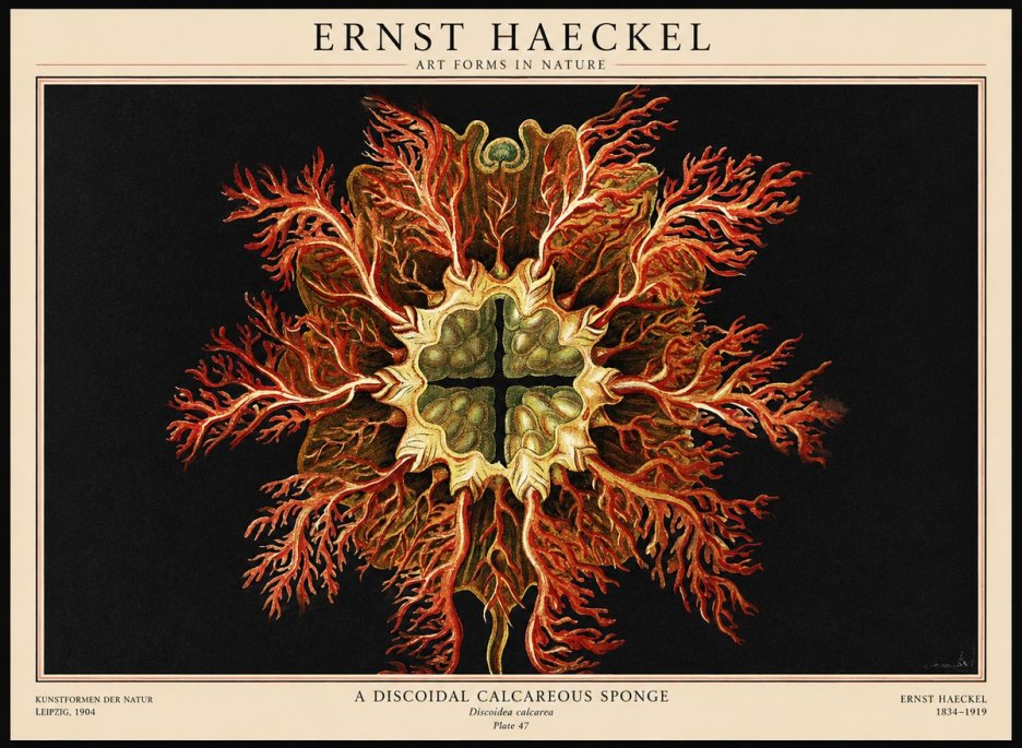 Ernst Haeckel Marine Organism No3 - Plakat