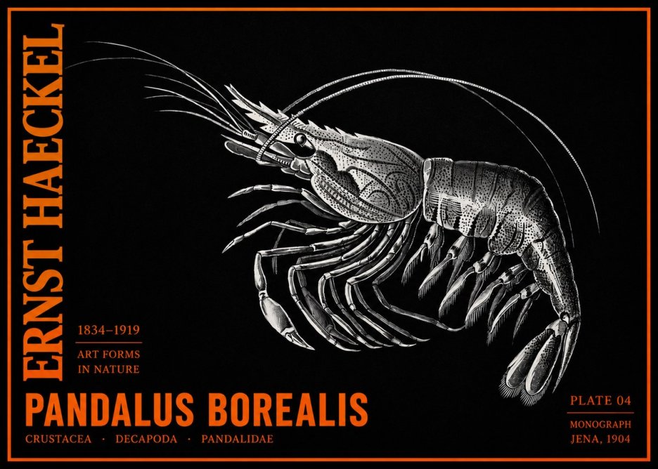 Ernst Haeckel Pandalus Borealis No2 - Plakat