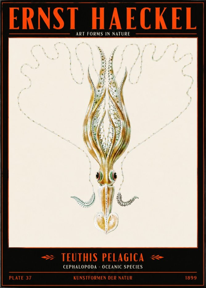 Ernst Haeckel Teuthis Pelagica No2 - Plakat
