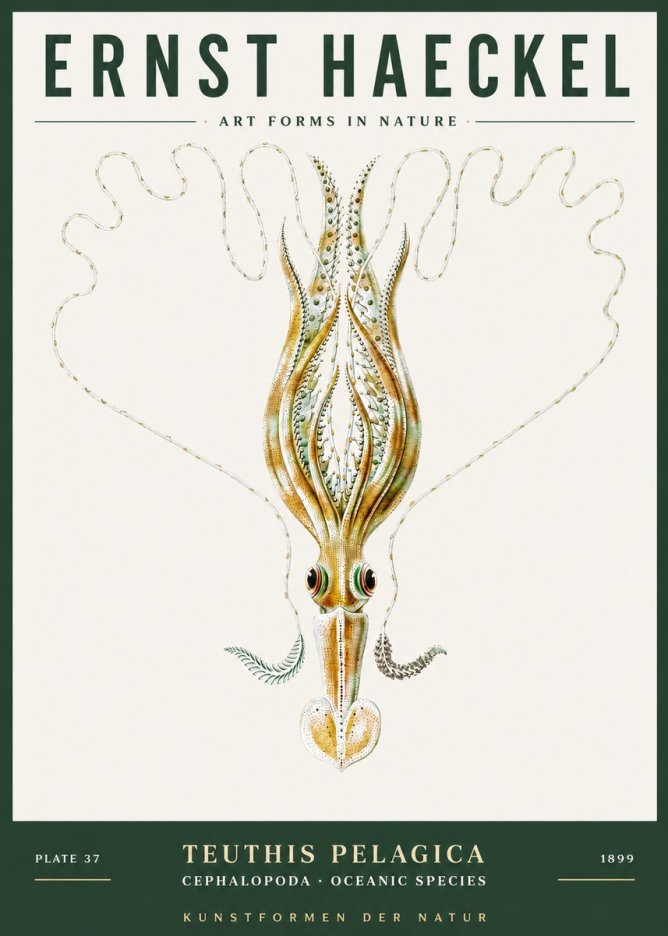 Ernst Haeckel Teuthis Pelagica No3 - Plakat