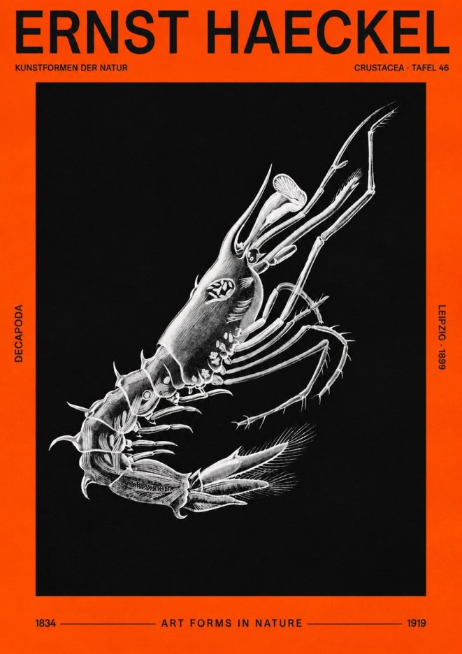 Ernst Haeckel Decapoda the Crustaceans No3 - Plakat