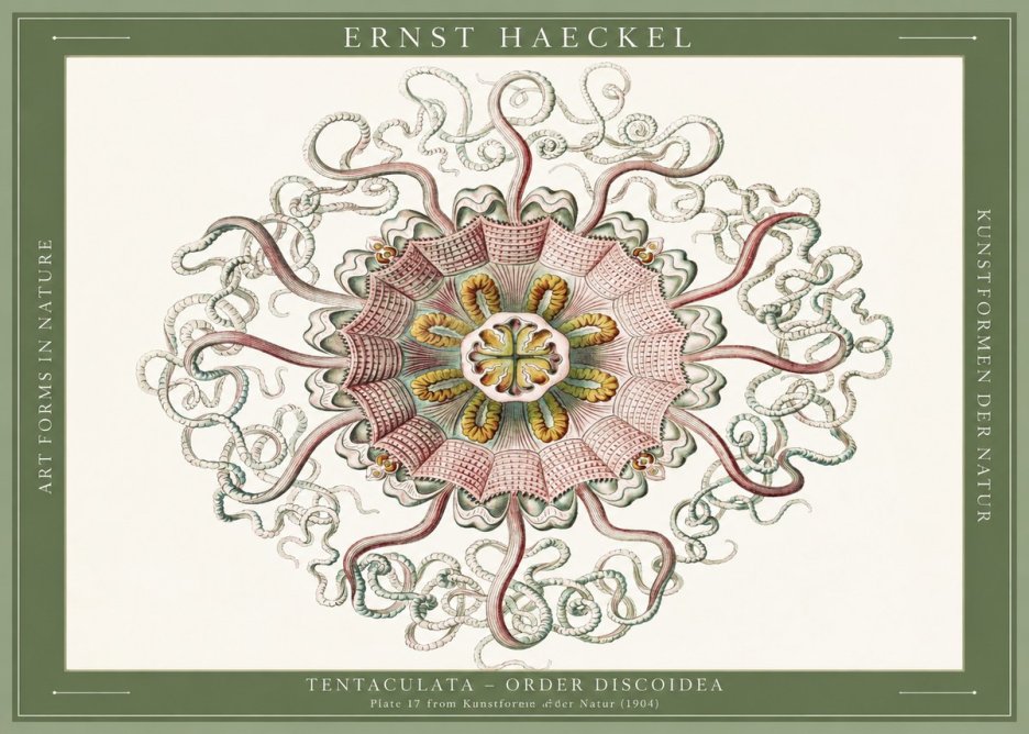 Ernst Haeckel Discomedusae – Actiniae No6 - Plakat