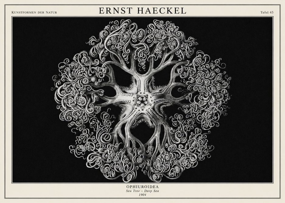 Ernst Haeckel Ophiuroidea Sea Tree - Deep Sea No1 - Plakat