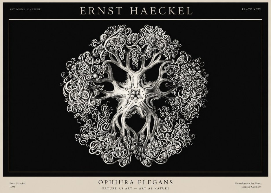 Ernst Haeckel Ophiuroidea Sea Tree - Deep Sea No3 - Plakat
