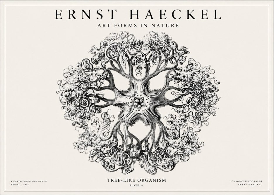 Ernst Haeckel Tree-like Organism No1 - Plakat