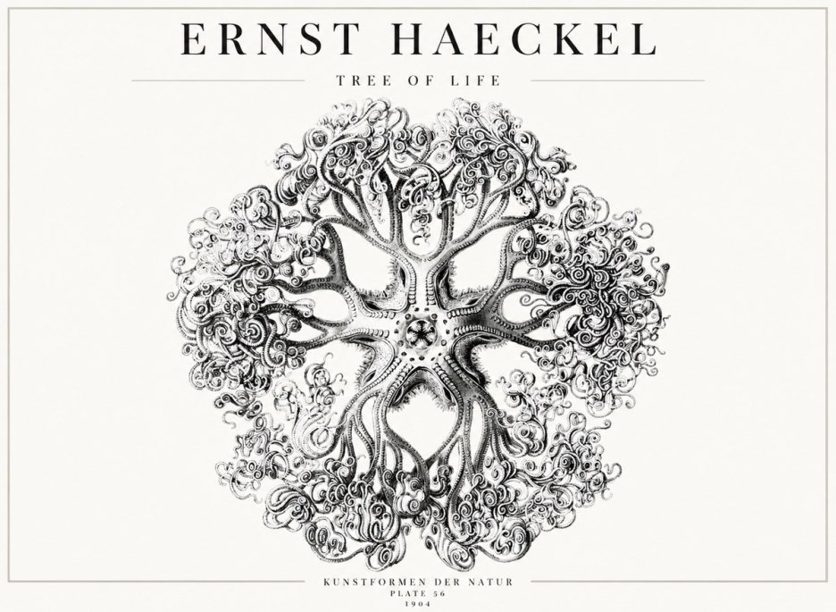 Ernst Haeckel Tree-like Organism No4 - Plakat