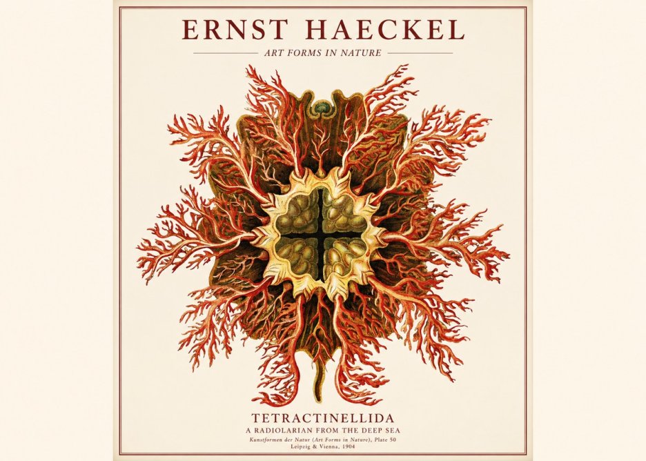 Ernst Haeckel Tetractinellida a Radiolarian from the Deep Sea No1 - Plakat