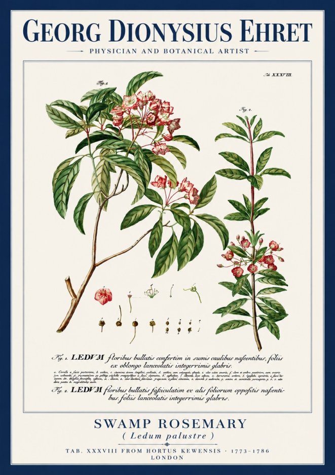 Georg Dionysius Ehret Swamp Rosemary (Ledum Palustre) No4 - Plakat