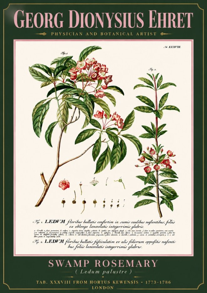 Georg Dionysius Ehret Swamp Rosemary (Ledum Palustre) No6 - Plakat