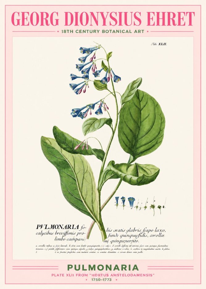 Georg Dionysius Ehret Pulmonaria No2 - Plakat