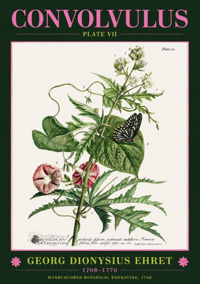 Georg Dionysius Ehret Convolvulus - Plate Vii No2 - Plakat
