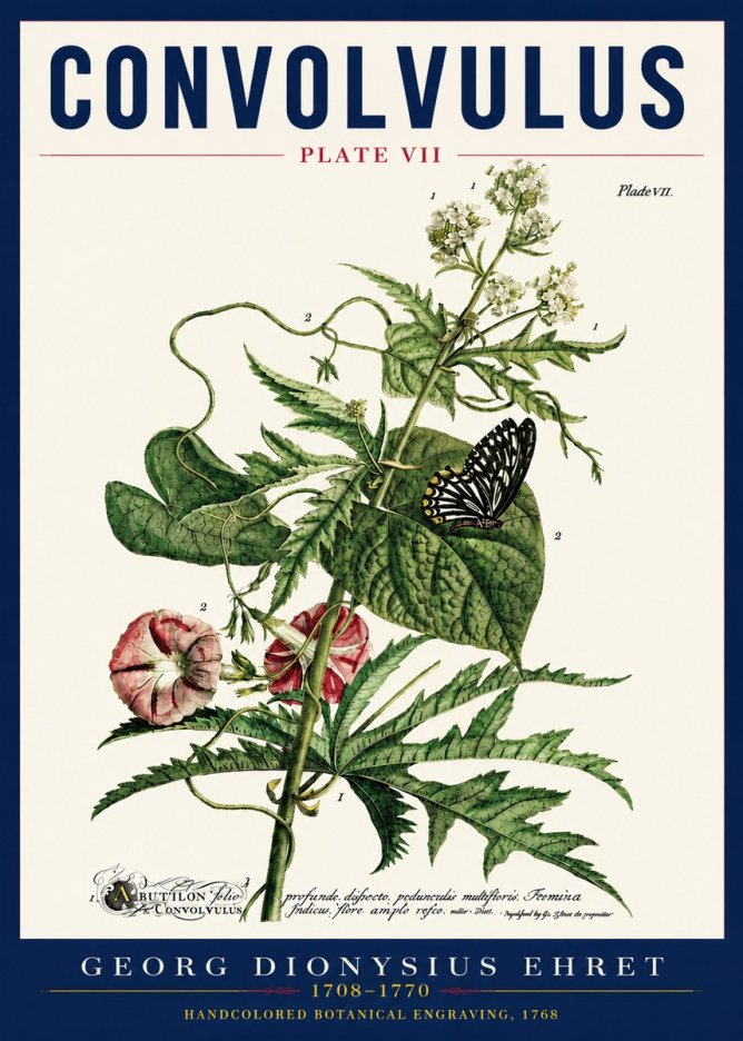Georg Dionysius Ehret Convolvulus - Plate Vii No5 - Plakat