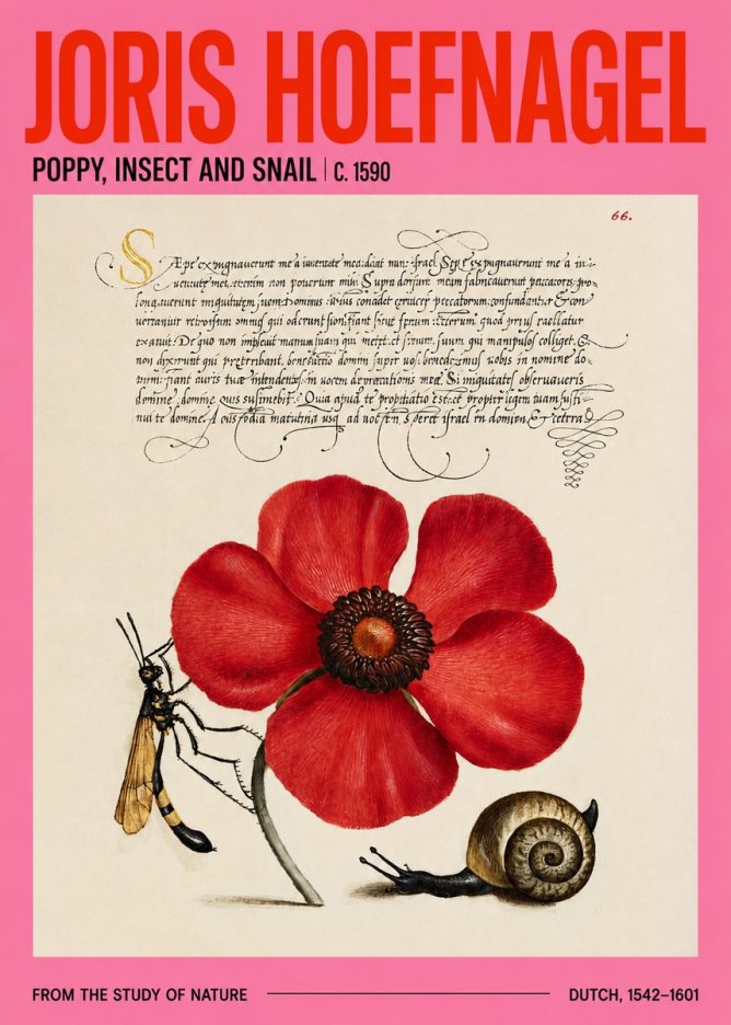 Joris Hoefnagel Poppy, Wasp & Snail No4 - Plakat
