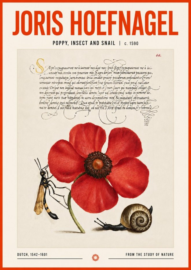 Joris Hoefnagel Poppy, Wasp & Snail No6 - Plakat