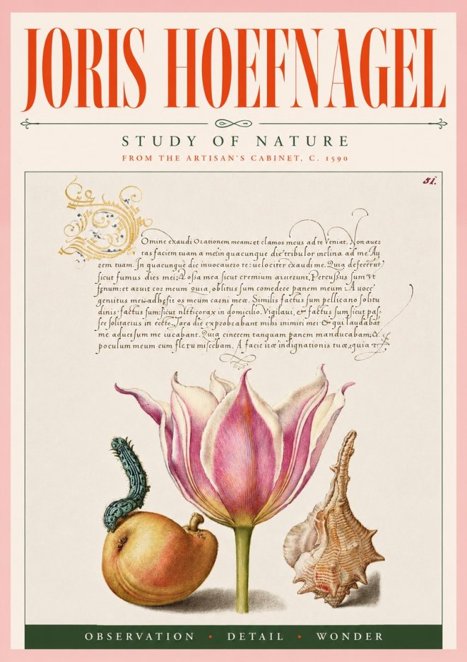 Joris Hoefnagel Tulip, Peach, Caterpillar & Seashell No5 - Plakat