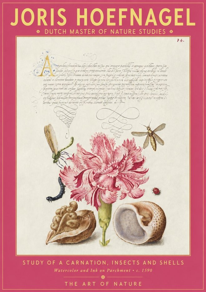 Joris Hoefnagel Study of a Carnation, Insects and Shells No2 - Plakat