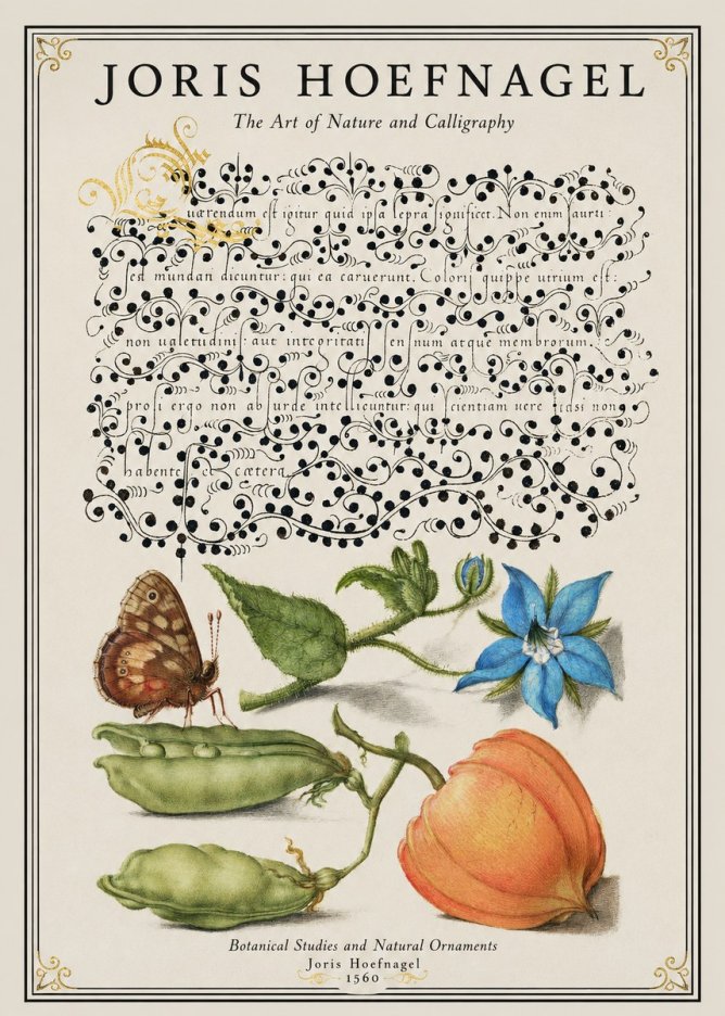 Joris Hoefnagel Study of Plants and Butterfly No2 - Plakat