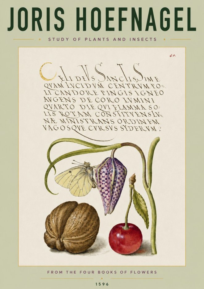 Joris Hoefnagel Study of Plants and Insects No4 - Plakat