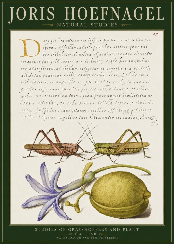 Joris Hoefnagel Studies of Grasshoppers and Plant No2 - Plakat