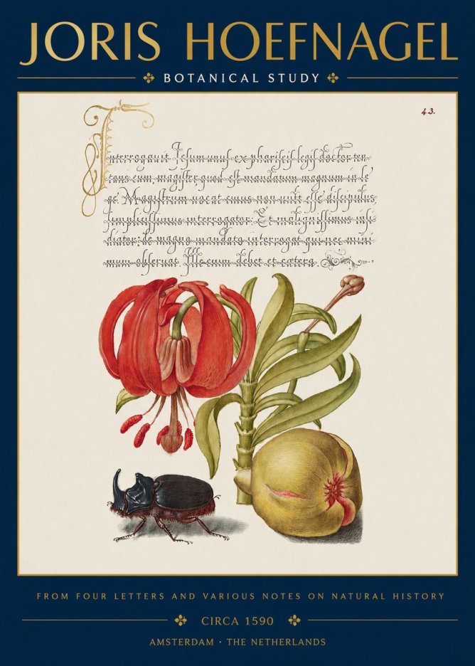 Joris Hoefnagel Botanical Study II No3 - Plakat