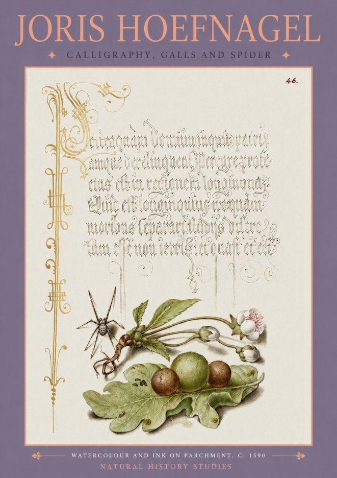 Joris Hoefnagel Plant with Galls and Insect No4 - Plakat