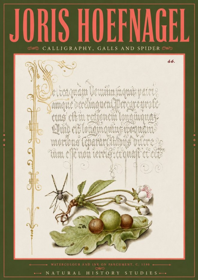 Joris Hoefnagel Plant with Galls and Insect No6 - Plakat